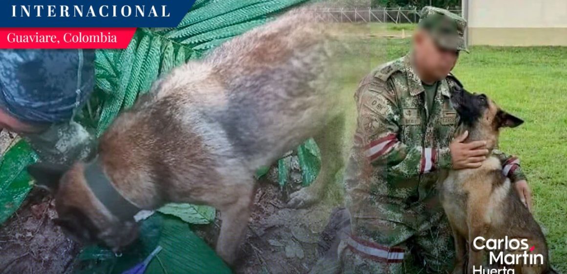 Falta Wilson, perro que ayudó en búsqueda de niños en selva de Colombia