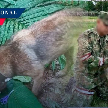 Falta Wilson, perro que ayudó en búsqueda de niños en selva de Colombia