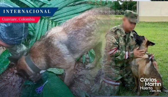 Falta Wilson, perro que ayudó en búsqueda de niños en selva de Colombia