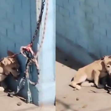 Cachorrito fue encadenado en pleno sol en Nezahualcóyotl