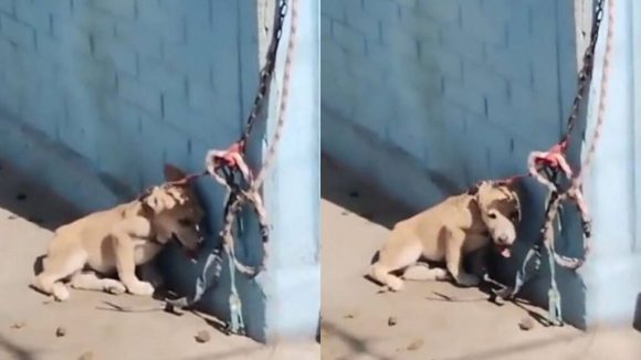 Cachorrito fue encadenado en pleno sol en Nezahualcóyotl