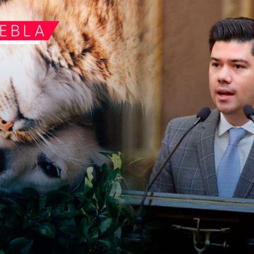 Propone PVEM una reforma a la Ley de Bienestar Animal para garantizar un trato digno