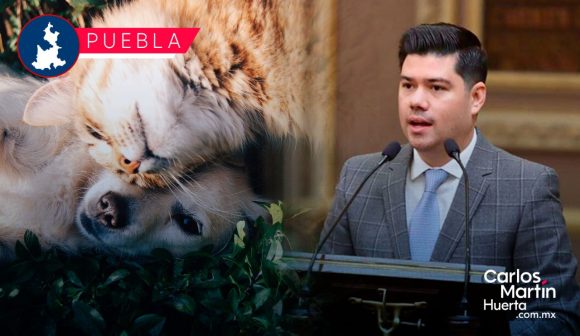 Propone PVEM una reforma a la Ley de Bienestar Animal para garantizar un trato digno