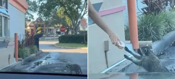 Mapache hace fila en un Dunkin’ Donuts y le regalan una dona