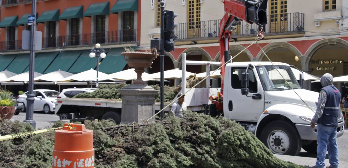 Talan tres árboles en el zócalo por supuestas plagas