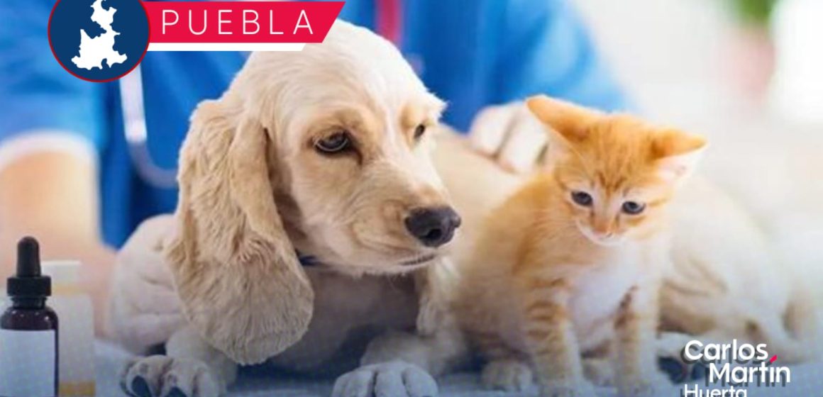 Hospital Veterinario UPAEP, realiza campaña de vacunación felina sin costo