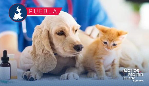 3896dc80-86af-43a3-a060-4f2475911356 Hospital Veterinario UPAEP, realiza campaña de vacunación felina sin costo