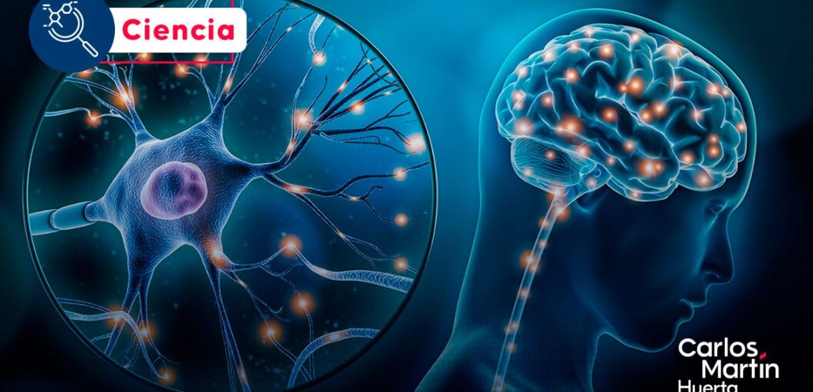 Día Internacional del Cerebro; conoce algunas curiosidades