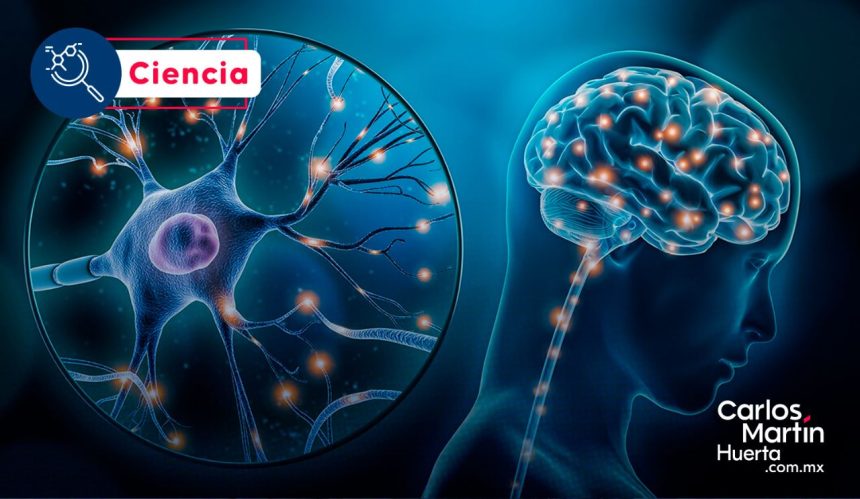 ¿Sabías que tu cerebro usa una quinta parte de tu energía?