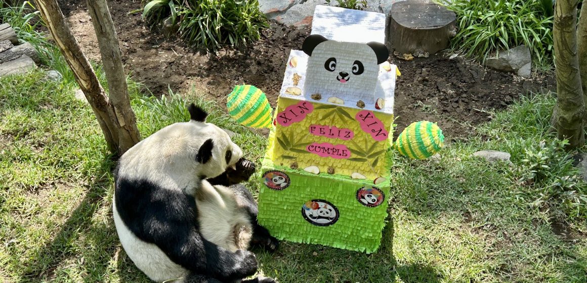 Panda Xin Xin celebra su cumpleaños 33