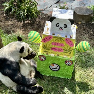 Panda Xin Xin celebra su cumpleaños 33