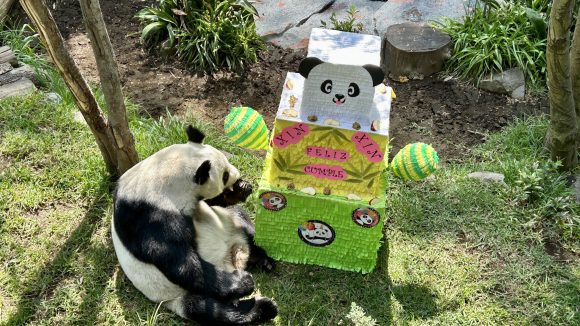 Panda Xin Xin celebra su cumpleaños 33