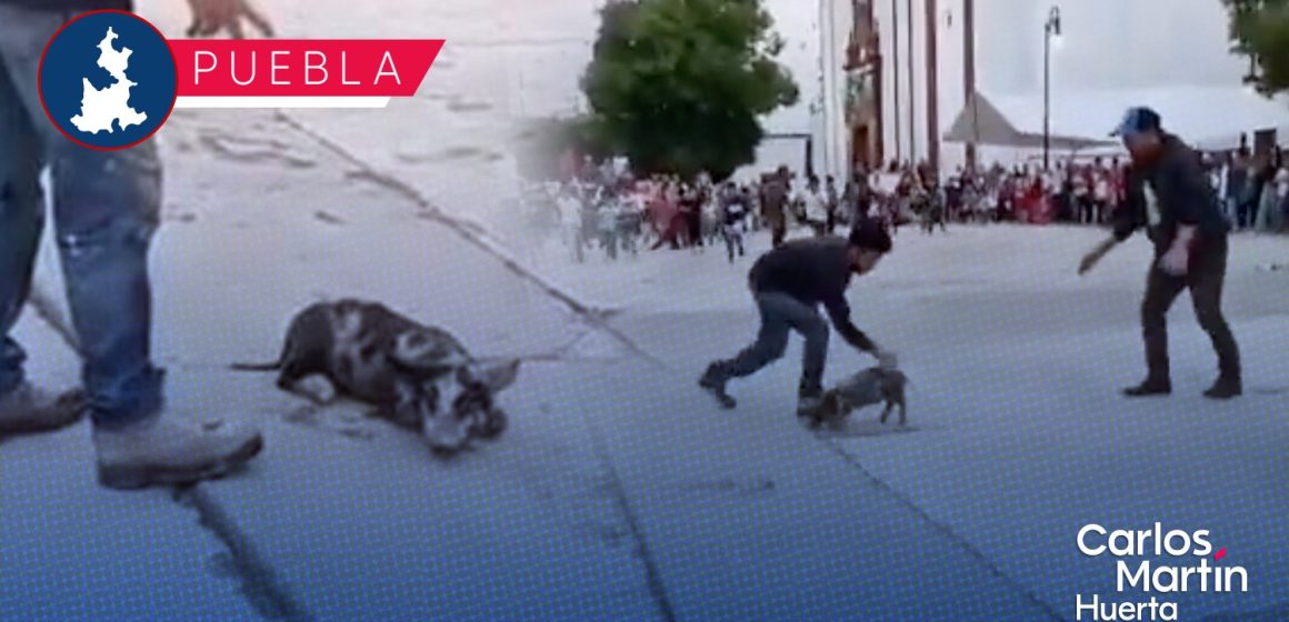 (VIDEO) Denuncian presunto maltrato animal contra un cerdito en Puebla
