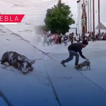 (VIDEO) Denuncian presunto maltrato animal contra un cerdito en Puebla