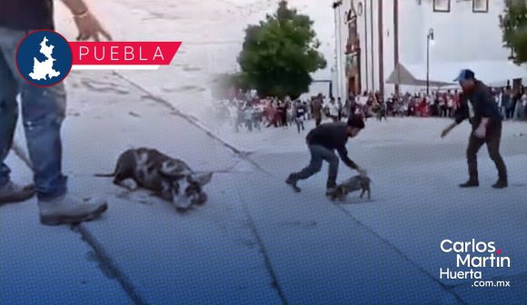 Maltrato animal cerdito - Tecali (VIDEO) Denuncian presunto maltrato animal contra un cerdito en Puebla