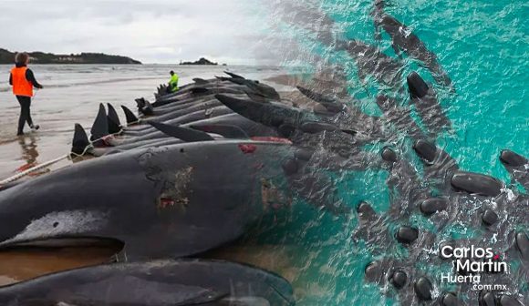 Mueren más 50 ballenas varadas en playa de Australia