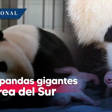 (VIDEO) Nacen pandas gigantes por primera vez en Corea del Sur