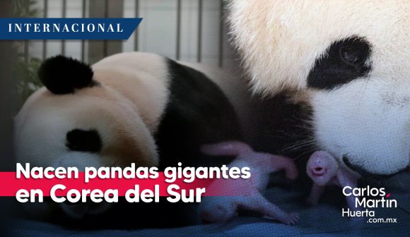 (VIDEO) Nacen pandas gigantes por primera vez en Corea del Sur