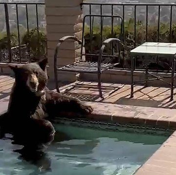(VIDEO) Oso es captado en jacuzzi por ola de calor en California