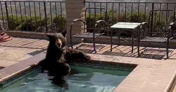 (VIDEO) Oso es captado en jacuzzi por ola de calor en California