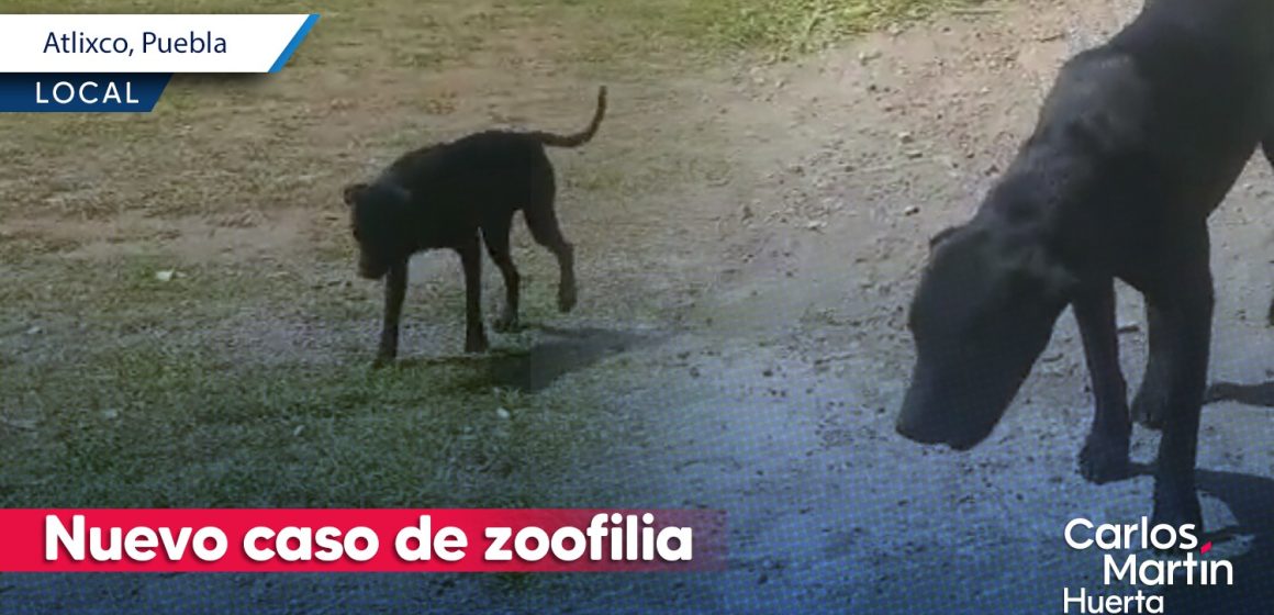 Menor repite caso de zoofilia en Atlixco; ahora contra Celi