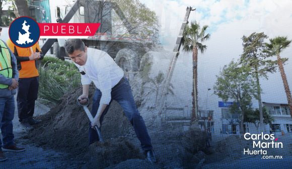 Reponen palmeras en Avenida Juárez; plantarán más de 10 mil árboles en Puebla