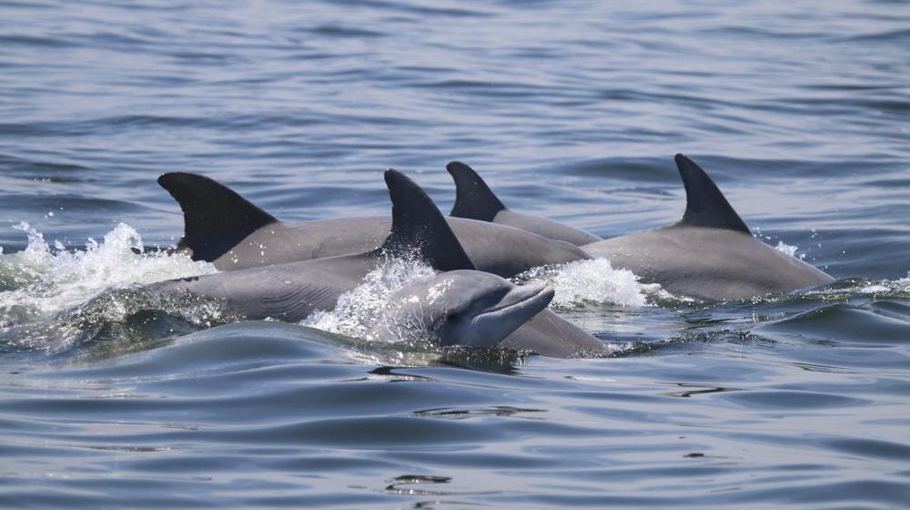 Delfines atacan a un grupo de adultos mayores