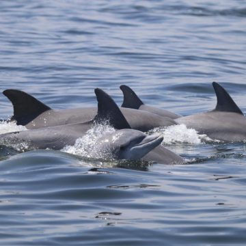 Delfines atacan a un grupo de adultos mayores