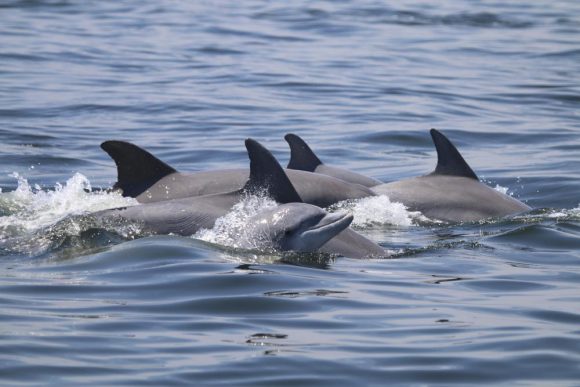 Delfines atacan a un grupo de adultos mayores