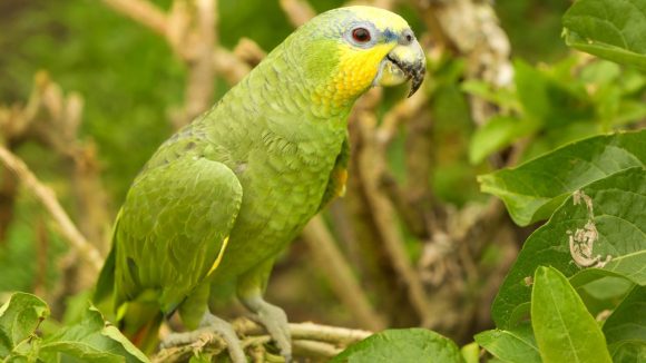 En Veracruz, rescatan a loros cabeza amarilla y cariamarillo transportados de manera ilegal