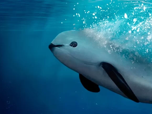 Joe Biden perdona a México por un año para proteger a la vaquita marina, pero amenaza con sanciones comerciales en el futuro
