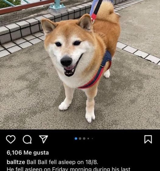 Murió ‘Cheems’ el famoso perrito de memes y stickers