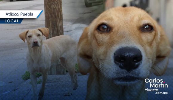 Portada Envenenan a 12 perros, gatos y pollos en Atlixco; habitantes exigen justicia CMH Envenenan a 12 perros, gatos y pollos en Atlixco; habitantes exigen justicia