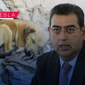 Condena Sergio Salomón maltrato animal; instruye realizar diagnóstico  