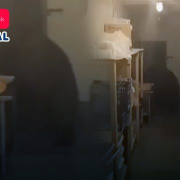 (VIDEO) Oso entra a panadería y se come 125 pasteles