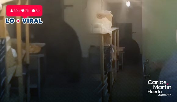 (VIDEO) Oso entra a panadería y se come 125 pasteles