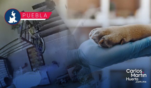 Perrita Enedina: Veterinarios y abogados donan su trabajo para hacer justicia