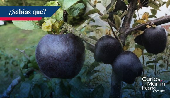 El Enigma de las manzanas negras del Tíbet
