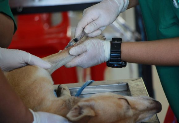 Dan antídoto contra sobredosis a un perrito por posible ingestión de fentanilo