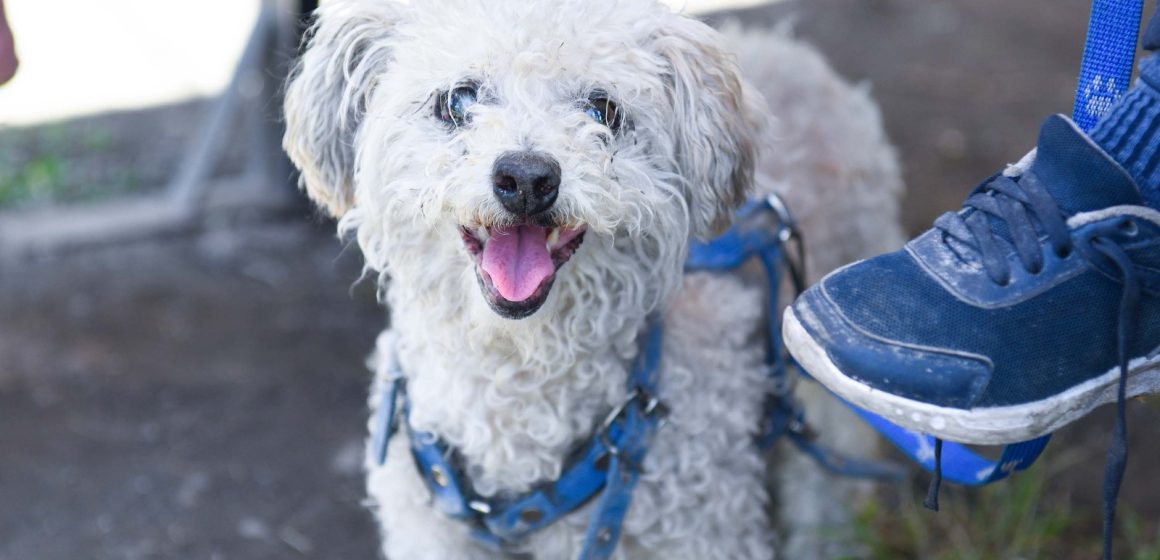 Puebla suma 22 años sin casos de rabia humana transmitida por perro: Salud