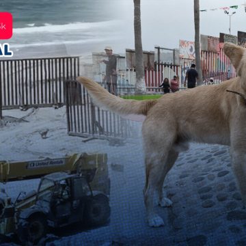 Perrito cruza la frontera, tras sueño americano, con migrantes; pero decide regresar a México
