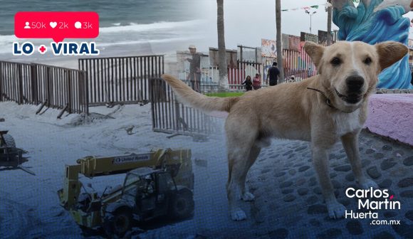 Perrito cruza la frontera, tras sueño americano, con migrantes; pero decide regresar a México