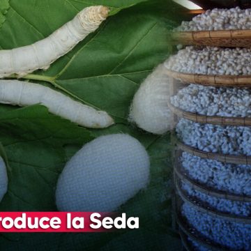 VIDEO ¿Sabes cómo se produce la seda? Historia y producción