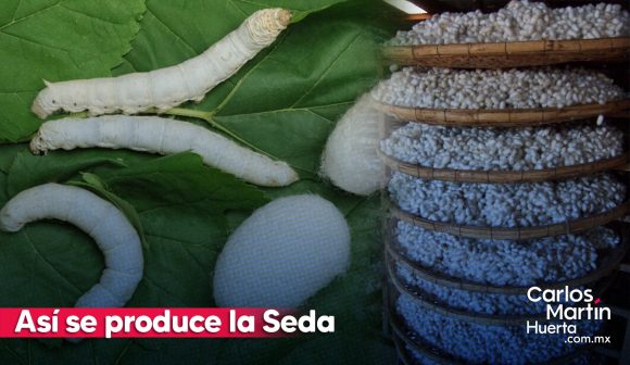 VIDEO ¿Sabes cómo se produce la seda? Historia y producción