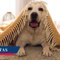 Proponen hasta 8 años de cárcel por abandono de animales en Puebla