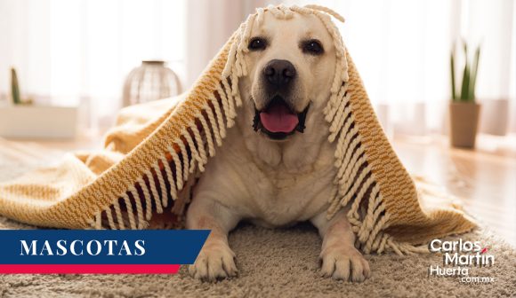 10 Consejos para proteger a tus mascotas por la pirotecnia del 15 de Septiembre