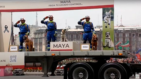 Maya - perrita rescatista (VIDEO) Maya y Arkadas, perritos rescatistas, son presentados en desfile