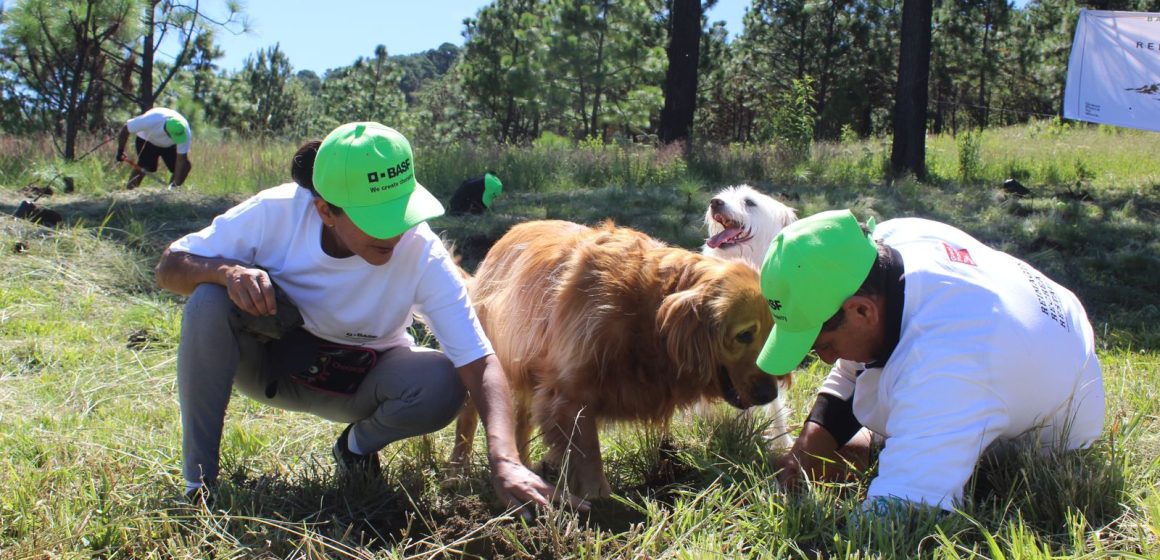 Reforestará gobierno estatal zona Izta-Popo con más de 440 mil plantas