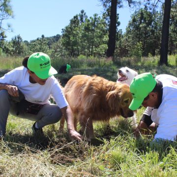 Reforestará gobierno estatal zona Izta-Popo con más de 440 mil plantas