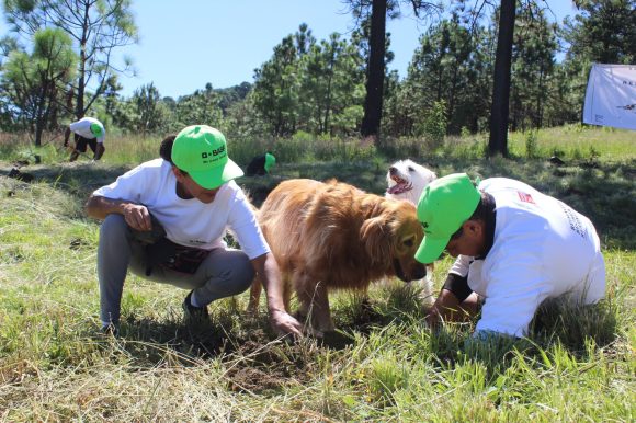 Reforestará gobierno estatal zona Izta-Popo con más de 440 mil plantas